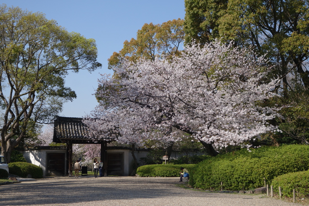 門の奥にも桜