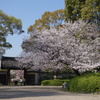 門の奥にも桜