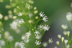 野州花石昌-慶沢園