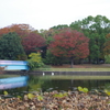 錦紅葉