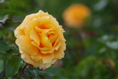 もう冬薔薇?万葉