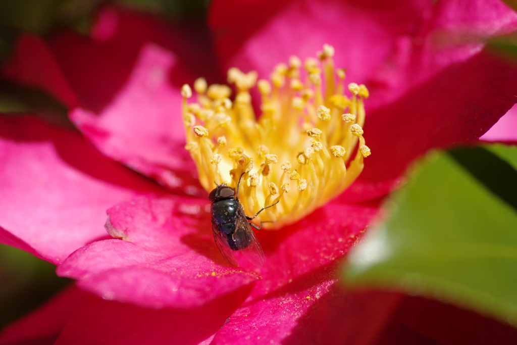 山茶花に蠅
