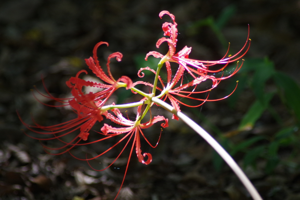 夏彼岸花