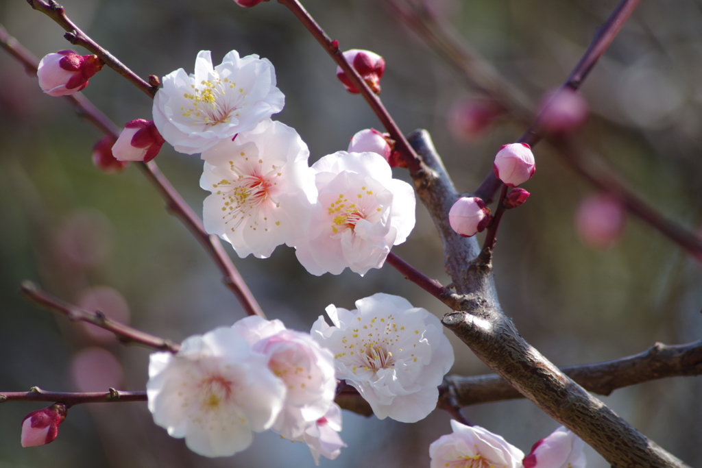 薄桃梅 花と蕾