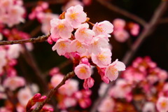 蜂須賀桜-四天王寺