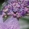 濡れた花弁②