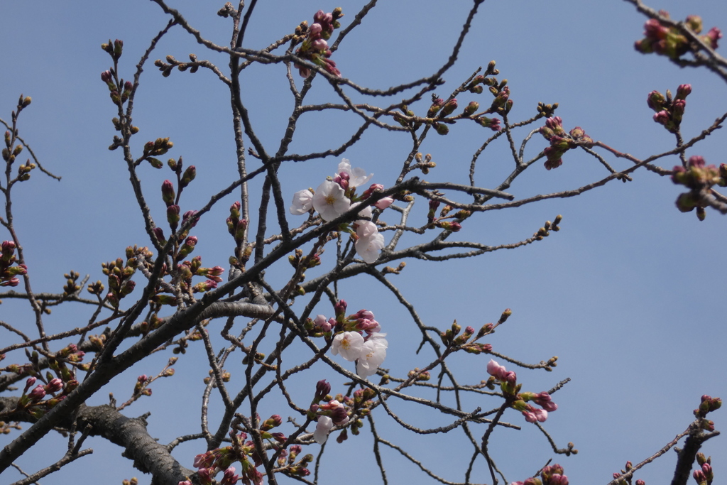 染井吉野-桃が池公園