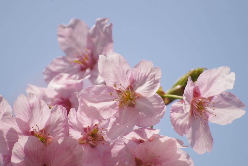 透かし陽光桜