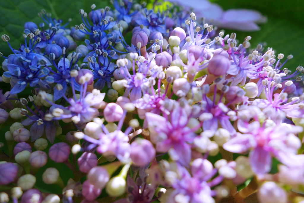 良く見ると花の色が違う。