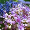 良く見ると花の色が違う。