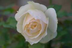 晩秋ばら屋敷 5枚