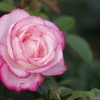 秋薔薇マキシム