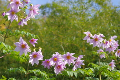 木立ダリアと竹林