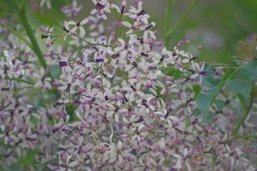 栴檀花満開