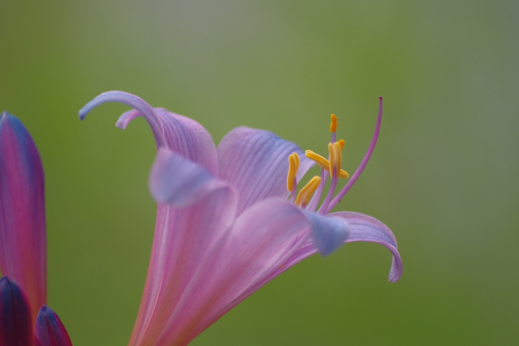 彼岸花の一種①