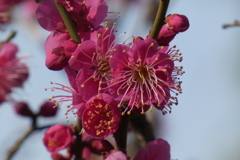 慶沢園の紅梅