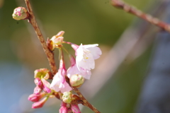蜂須賀桜-四天王寺