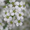 白い花 雪柳(万博ロゴ崩れ)