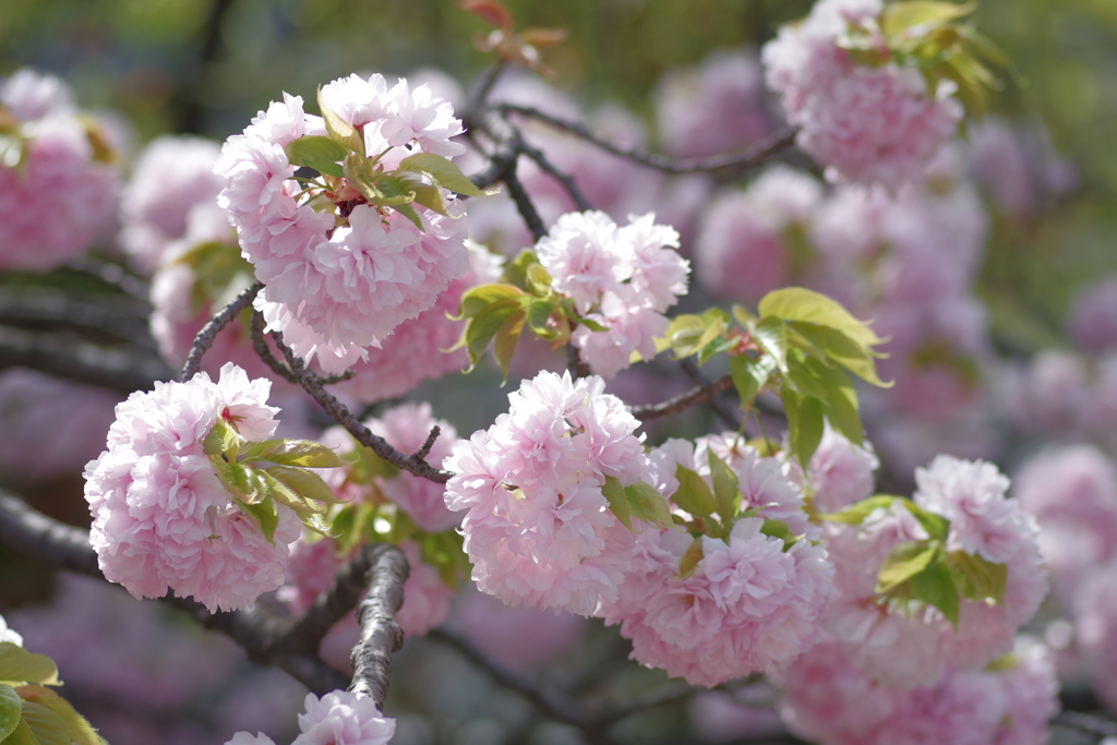 八重桜-四天王寺庚申堂