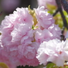 八重桜-四天王寺庚申堂