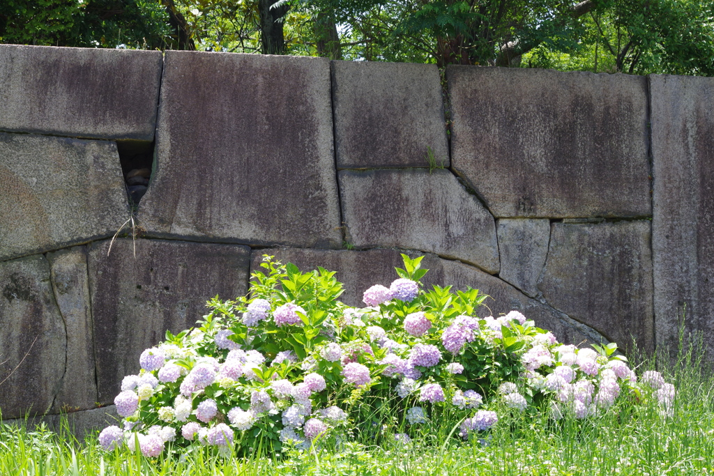 紫陽花と石垣