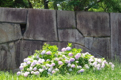 紫陽花と石垣