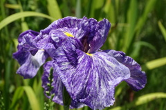 花菖蒲-長居植物園②