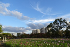 コスモス畑と冬空