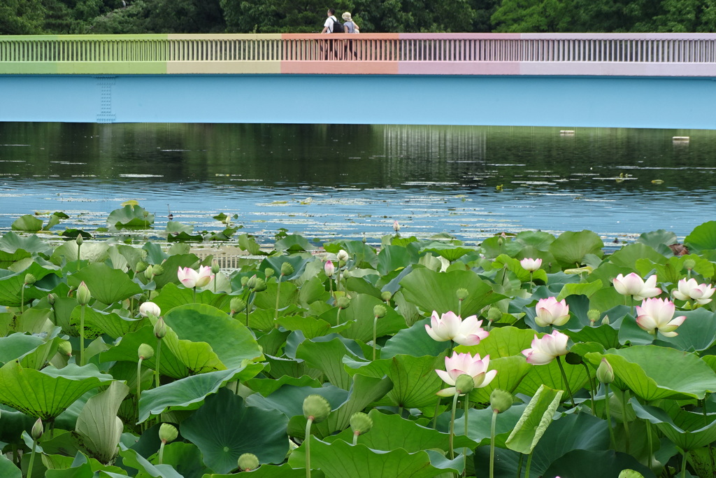花托と人