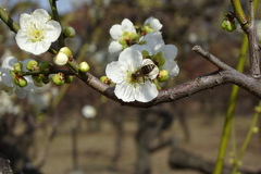 白梅に蜜蜂