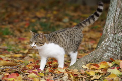 20121124 落ち葉の上で 3
