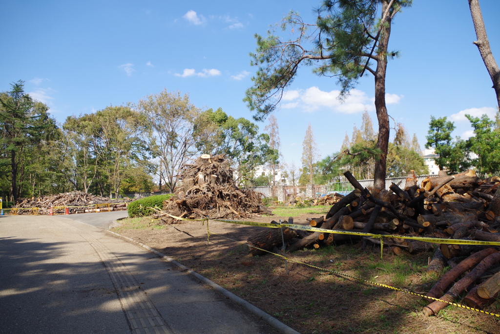 増える切断木の山