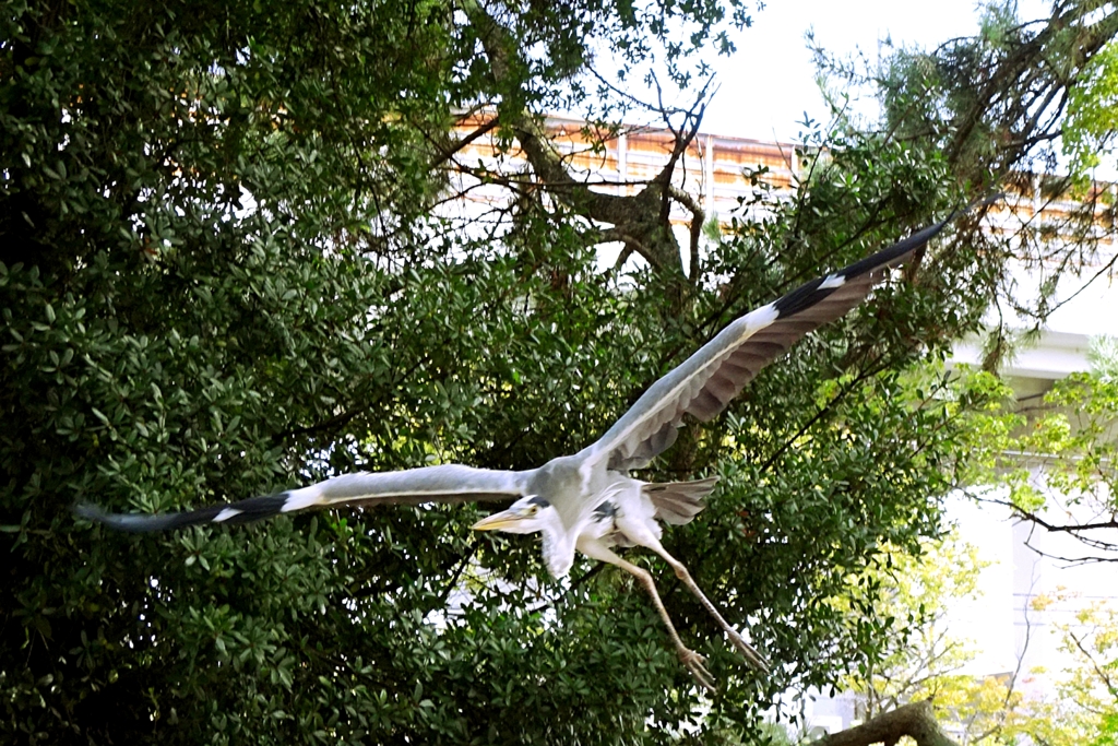 蒼鷺-桃が池公園