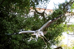 蒼鷺-桃が池公園