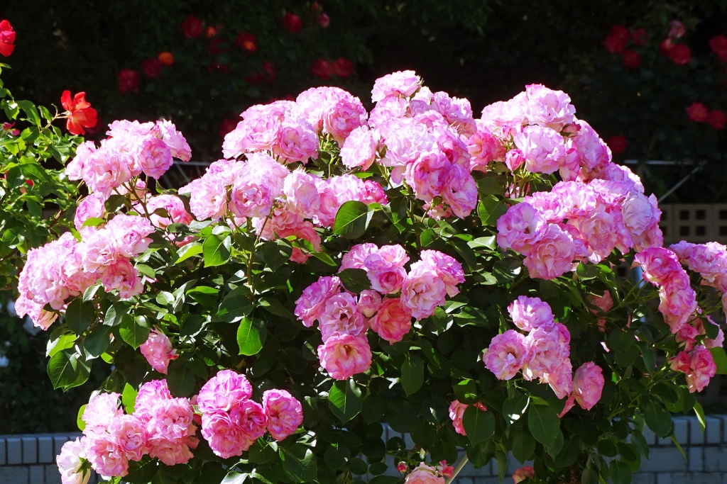 薔薇-長居植物園 2