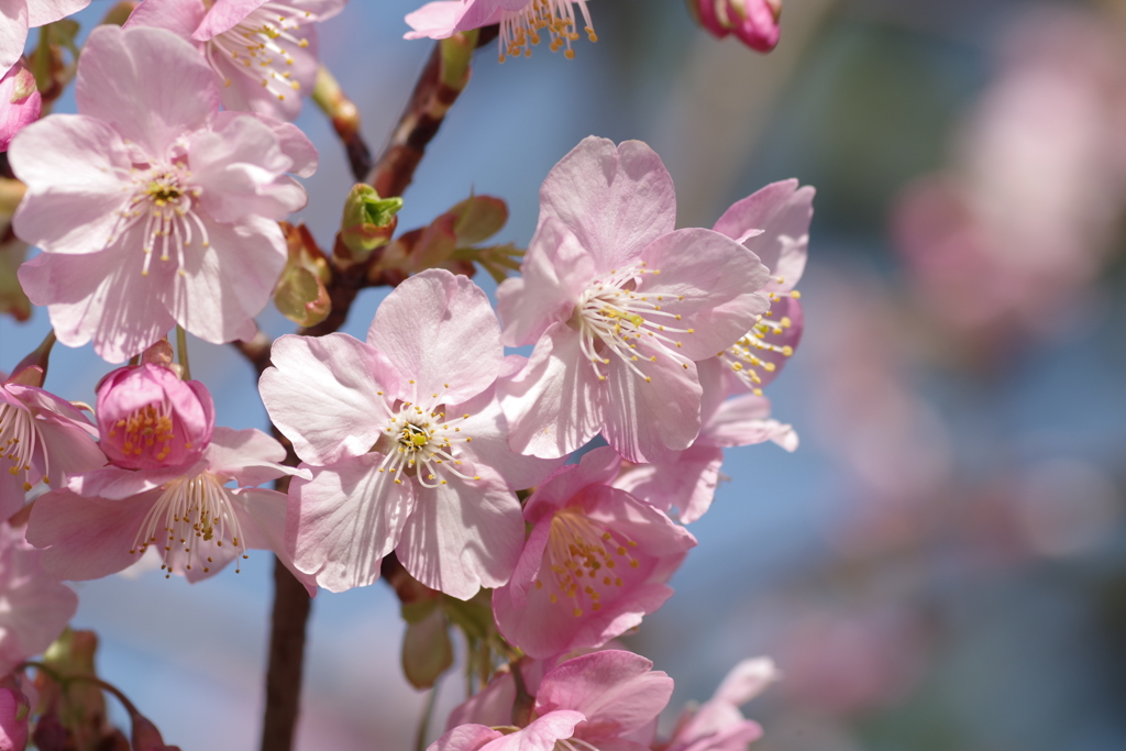 川津桜-長居植物園