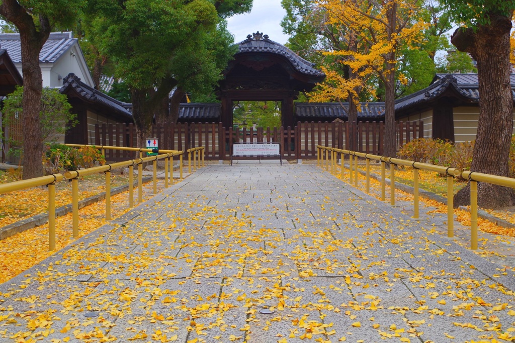 銀杏の黄葉と落葉⑤