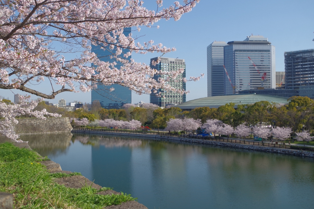 大阪城梅林の石垣から