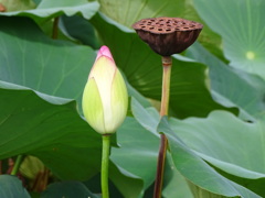 枯花托と蕾