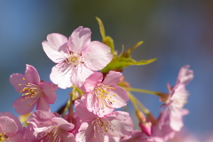 河津桜