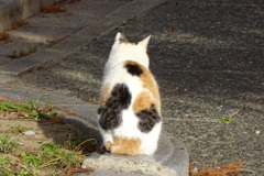 しかも茶虎と雉