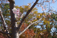 十月桜と紅葉