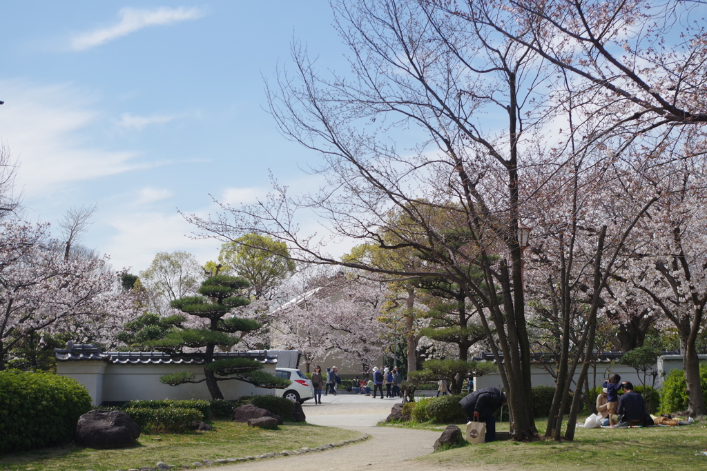 慶沢園と染井吉野