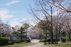 慶沢園と染井吉野