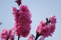 花桃-桃が池公園