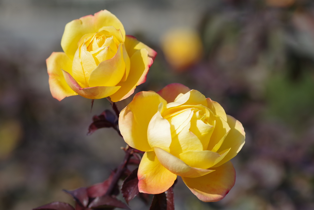 冬薔薇「スヴニール・ダンネ・フランク」