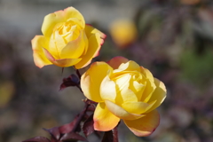 冬薔薇「スヴニール・ダンネ・フランク」
