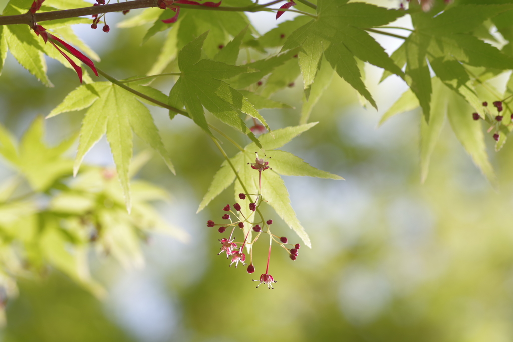 紅葉の花