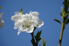 白色花桃-桃が池公園