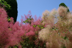 紅白煙の木-長居植物園